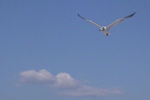 Bird in Sky