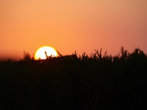 Sunrise over field photo